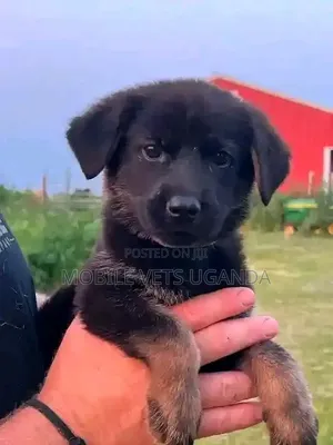 3-6 Month Female Purebred German Shepherd