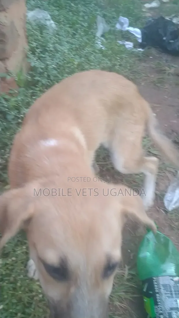 3-6 Month Male Mixed Breed German Shepherd - 1