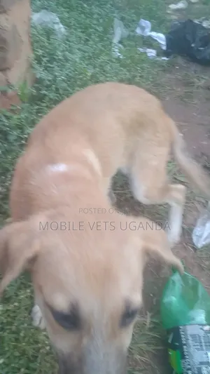 3-6 Month Male Mixed Breed German Shepherd