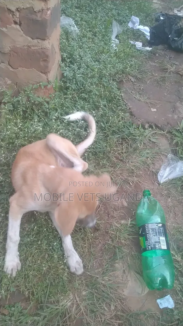 Male Mixed Breed German Shepherd Puppy (1-3 Months) - 1