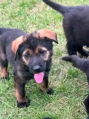 1-3 Month Old Male Purebred German Shepherd Puppy
