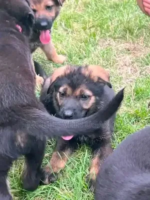 Female Purebred German Shepherd Puppy (1-3 Months)