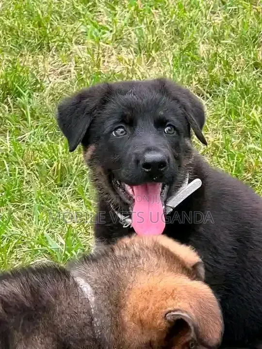 Female Purebred German Shepherd Puppy (1-3 Months) - 1