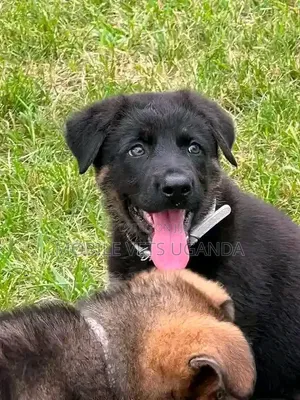 Female Purebred German Shepherd Puppy (1-3 Months)