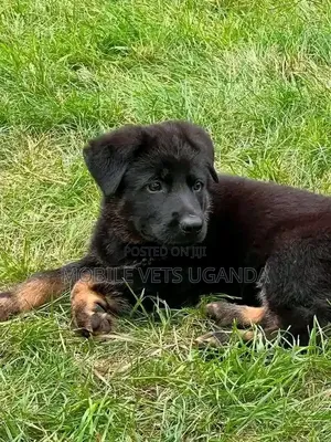 Female Purebred German Shepherd Puppy (1-3 Months)