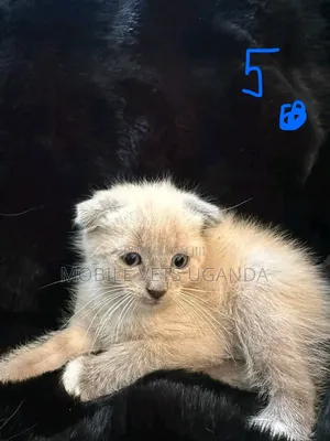 Purebred Bengal Kitten - 1-3 Months Old