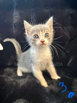 Female Purebred Siamese Kitten, 1-3 Months Old