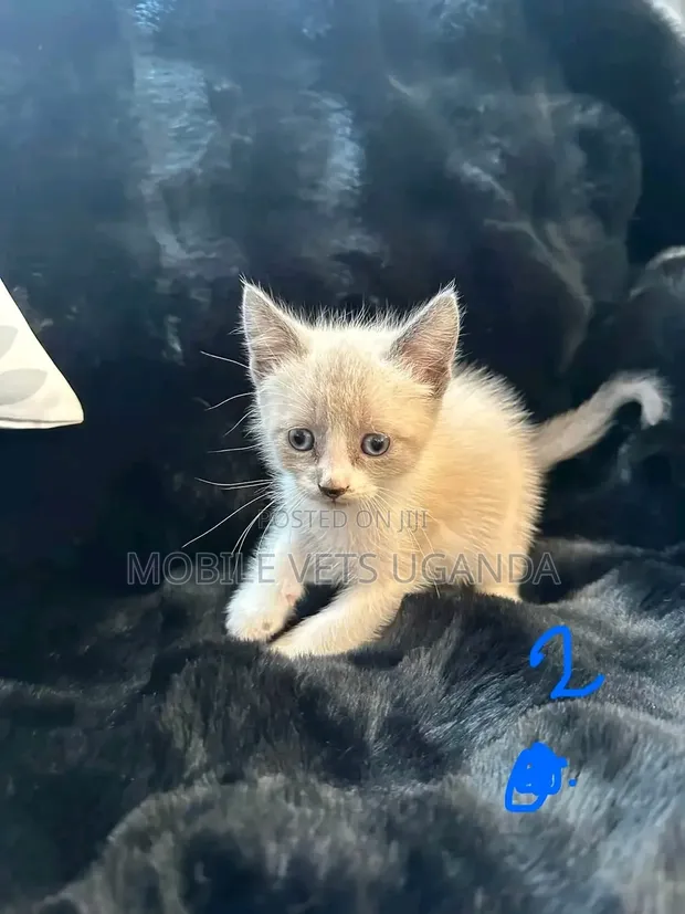 Male Exotic Kitten, 0-1 Month Old, Purebred - 1