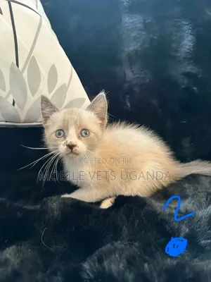 Female Purebred Balinese Kitten (1-3 Months)
