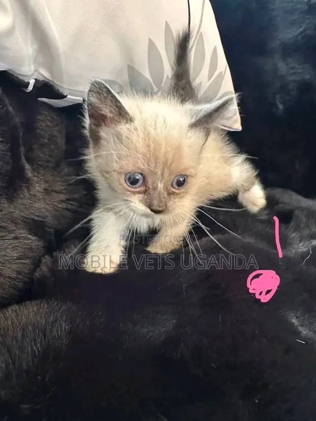 Female Purebred American Bobtail Kitten (1-3 Months) - 1