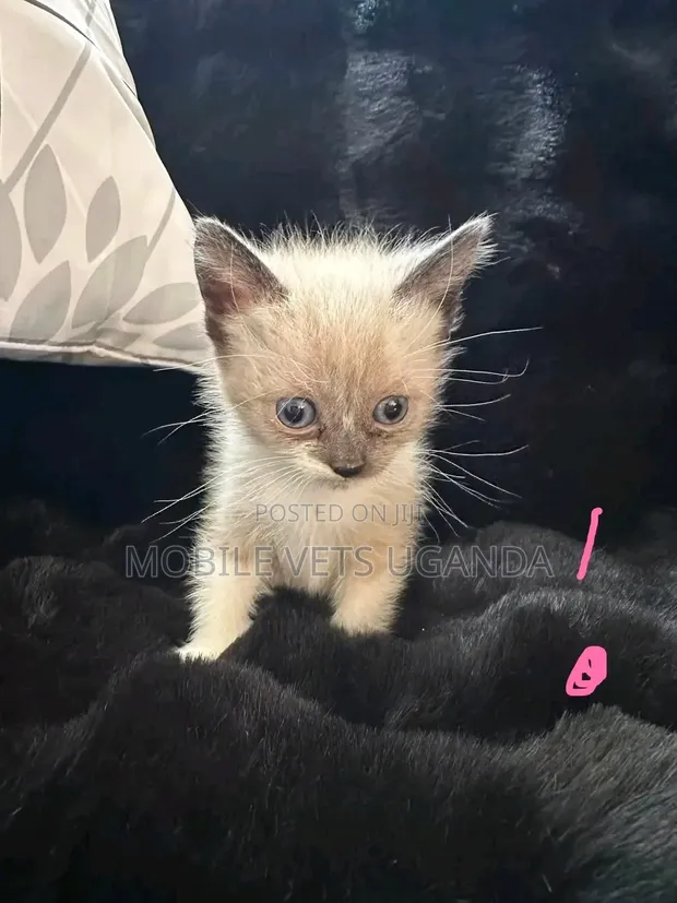 Female Exotic Kitten (0-1 Month) - 1