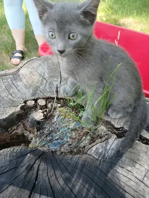 1-3 Months Male Purebred American Curl Kitten
