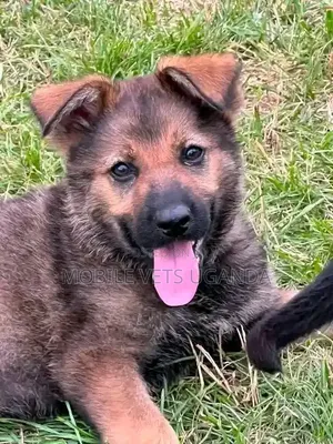 Purebred German Shepherd Puppy - 0-1 Month Old