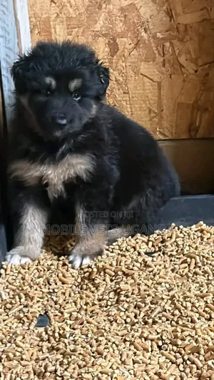Female Purebred German Shepherd Puppy (0-1 Month)