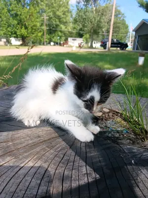 Purebred Bombay Kitten - 1-3 Months Old