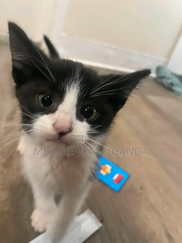 1-3 Month Old Male Purebred Bengal Kitten - 1
