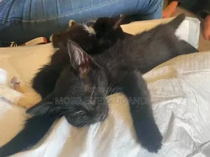 Female Purebred Sphynx Kitten (1-3 Months)