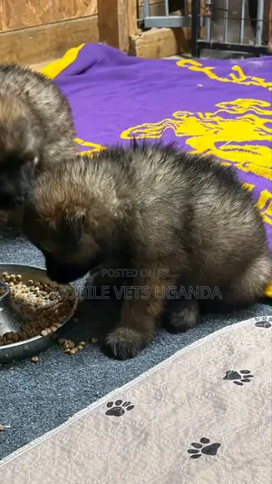 Female Purebred German Shepherd Puppy (1-3 Months)
