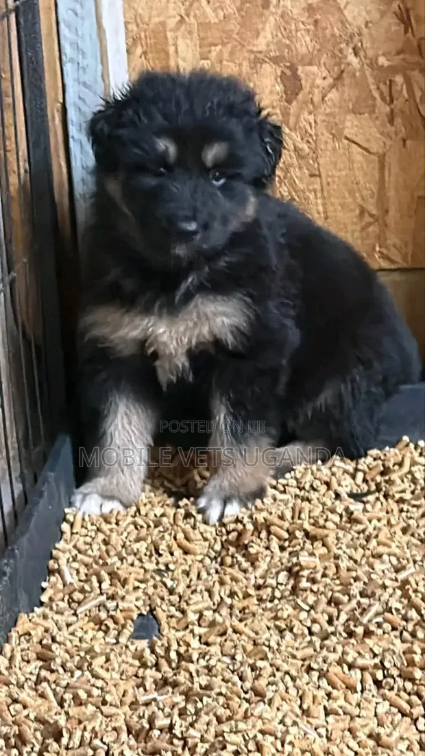 Female Purebred German Shepherd Puppy (1-3 Months) - 1