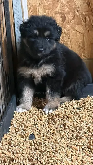 Female Purebred German Shepherd Puppy (1-3 Months)