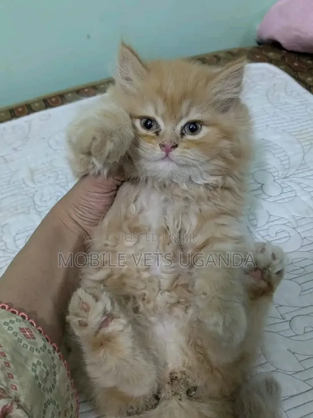 Female Purebred Persian Kitten (1-3 Months) - 1
