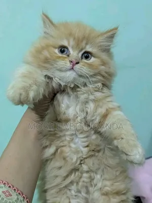 Female Exotic Kitten (1-3 Months)