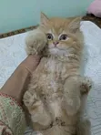 Female Exotic Kitten (1-3 Months) - 2