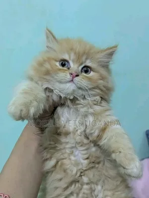 Female Purebred Persian Kitten (1-3 Months)