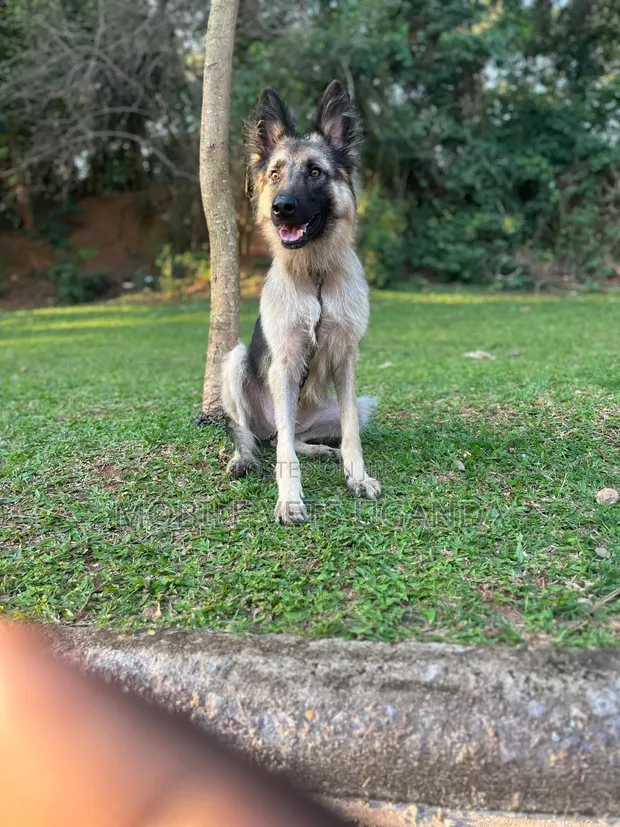 3-6 Month Male Purebred German Shepherd - 1