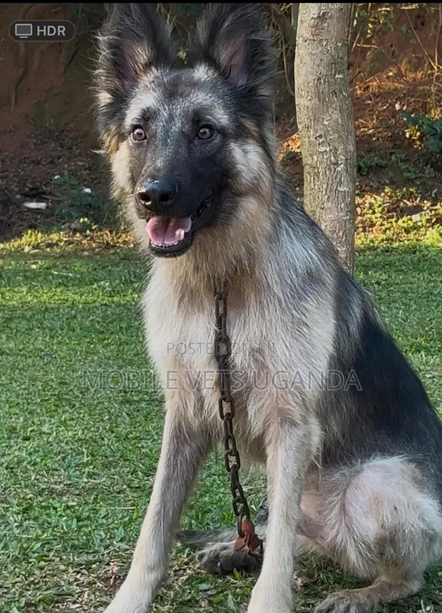 Female Purebred German Shepherd, 6-12 Months - 1
