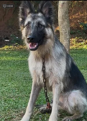 Female Purebred German Shepherd, 6-12 Months