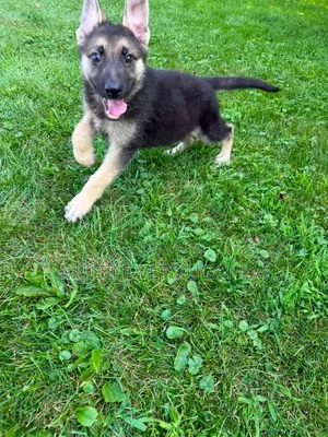 1-3 Month Male Purebred German Shepherd