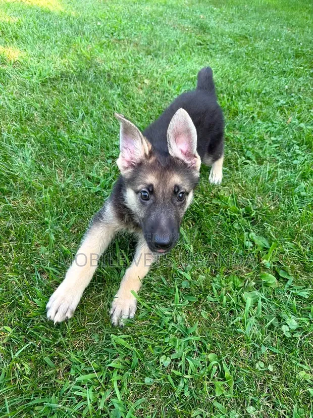 1-3 Month Male Purebred German Shepherd Puppy - 1