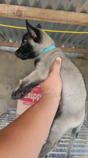 1-3 Month Old Male Purebred Belgian Malinois Puppy