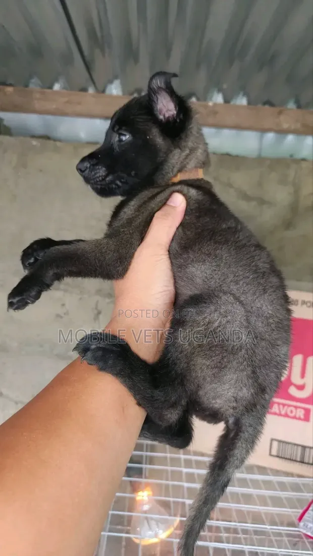 Female Purebred German Shepherd Puppy (1-3 Months) - 1