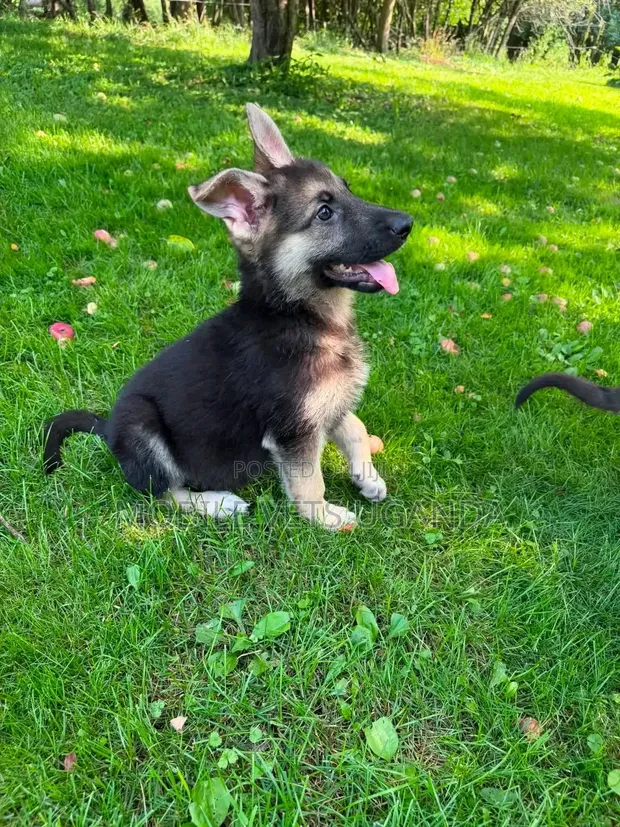 Female Purebred German Shepherd Puppy (1-3 Months) - 1