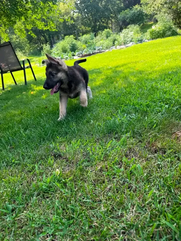 Purebred German Shepherd Puppy (0-1 Month) - 1