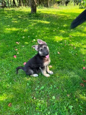 3-6 Month Female Purebred German Shepherd