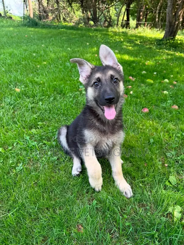 3-6 Month Male Purebred German Shepherd - 1