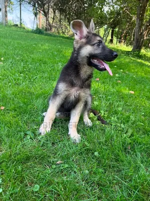 Female Purebred German Shepherd Puppy (1-3 Months)