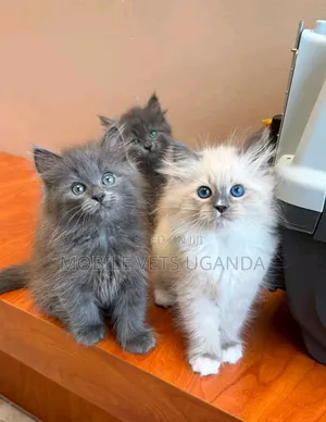 1-3 Month Male Purebred Ragdoll Kitten
