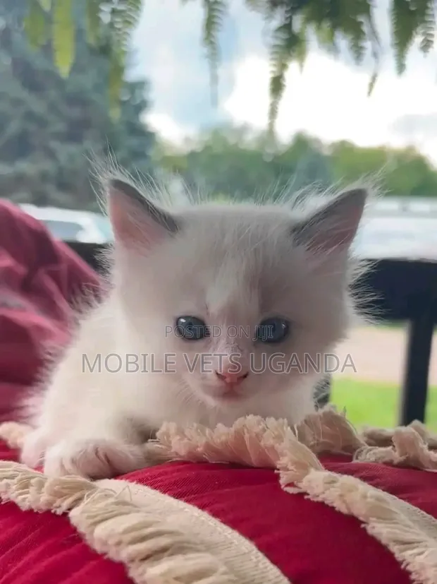 1-3 Month Male Purebred Ragdoll Kitten - 1