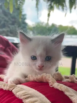 1-3 Month Male Purebred Ragdoll Kitten