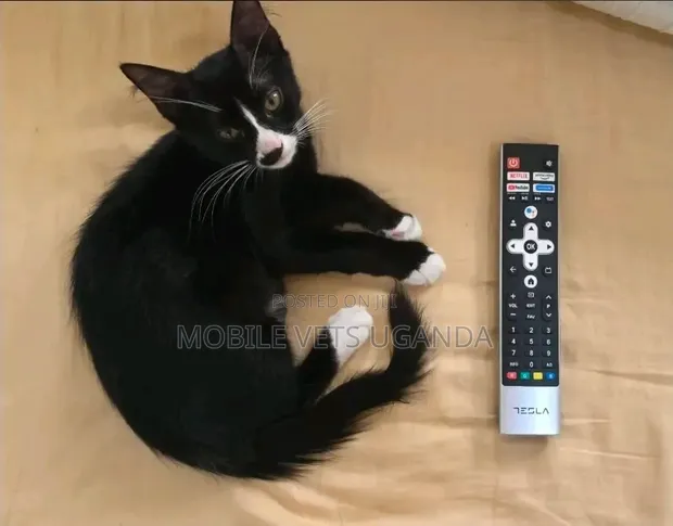 1-3 Month Male Purebred American Bobtail Kitten - 1