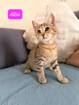 1-3 Month Old Male Purebred Savannah Kitten