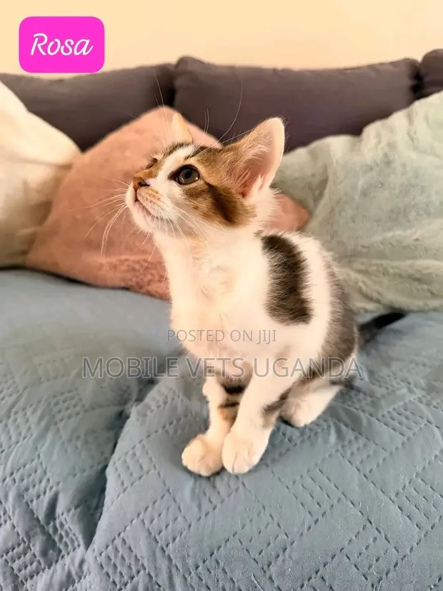 Female Exotic Kitten, 1-3 Months Old - 1