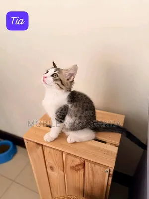 Female Purebred Bombay Kitten, 1-3 Months Old