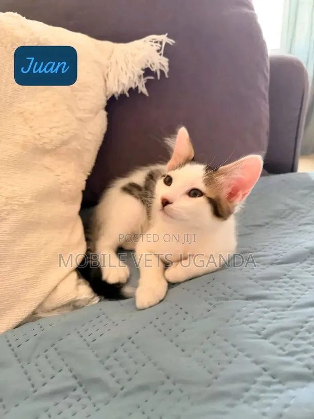 Female Exotic Kitten, 1-3 Months Old - 1