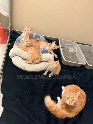 1-3 Month Male Purebred Exotic Kitten