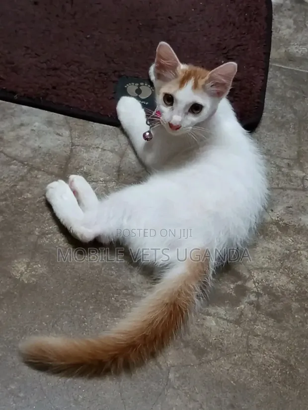 Male Exotic Kitten, 1-3 Months Old - 1